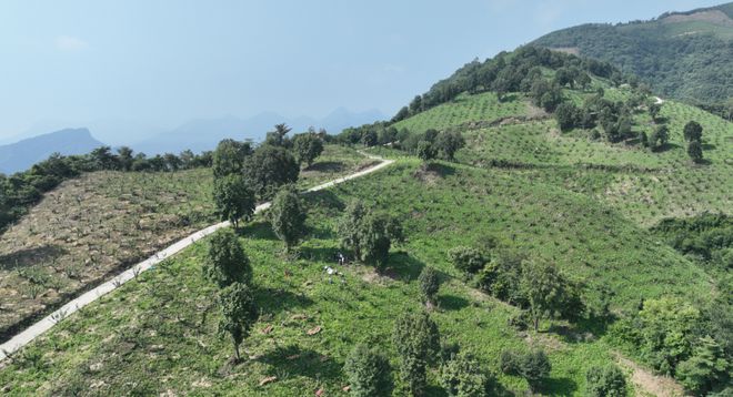 澳门沙金(中国)在线平台冷凉蔬菜热销 山里蔬菜山外鲜(图2)