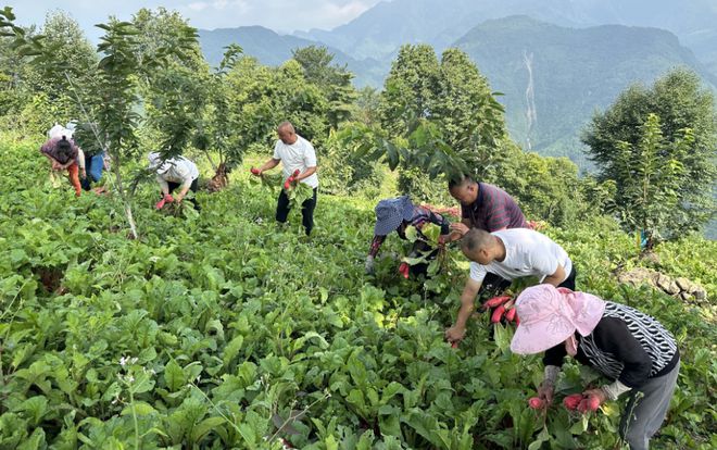 澳门沙金(中国)在线平台冷凉蔬菜热销 山里蔬菜山外鲜(图3)