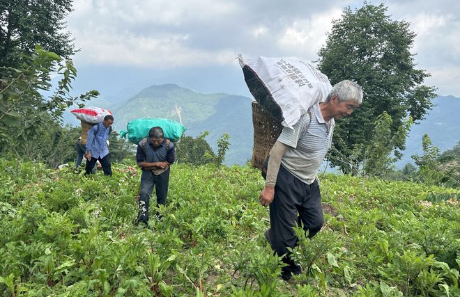 澳门沙金(中国)在线平台冷凉蔬菜热销 山里蔬菜山外鲜(图4)