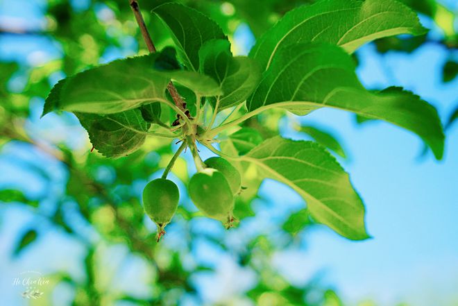 澳门沙金隐藏在世外桃源的餐厅庭院里种满了水果蔬菜太惬意了(图3)