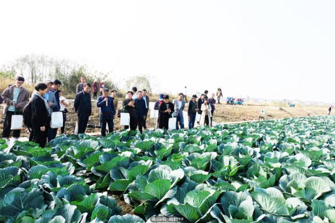 澳门沙金(中国)在线平台甜甜脆脆像水果省