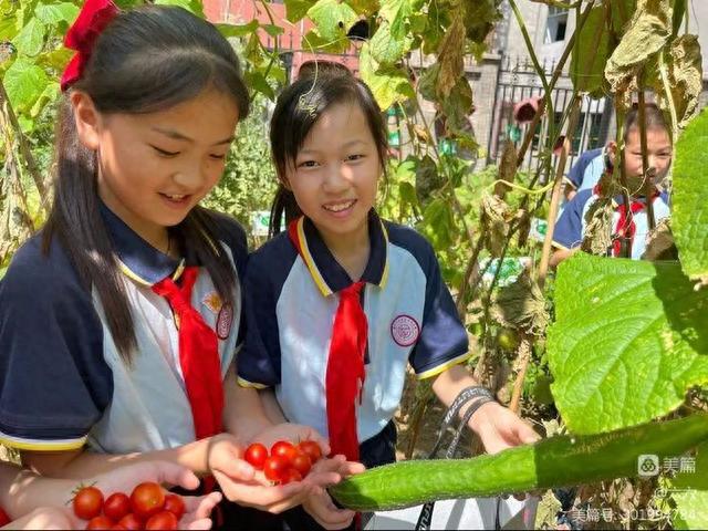 澳门沙金(中国)在线平台未央区百花小学劳动实践基地迎来丰收时节(图3)