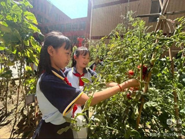 澳门沙金(中国)在线平台未央区百花小学劳动实践基地迎来丰收时节(图2)