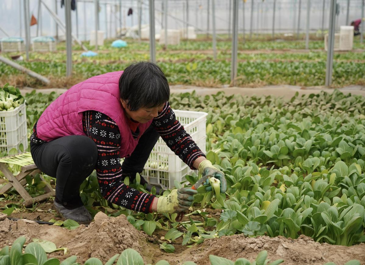 澳门沙金淘菜菜推错阳互助助农保供中国社科