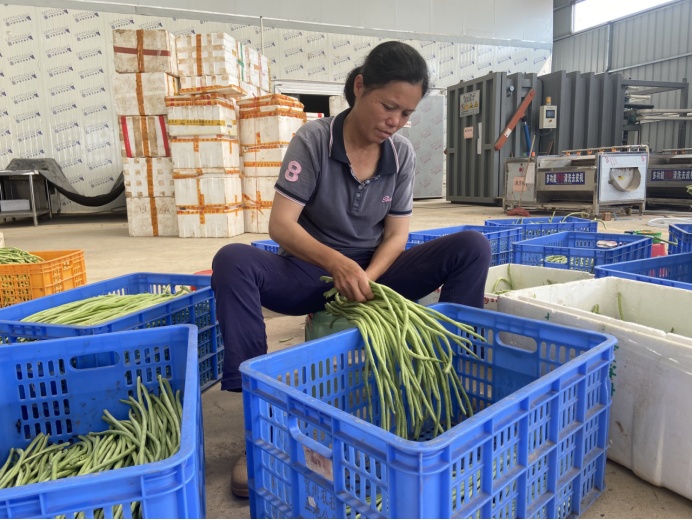 澳门沙金(中国)在线平台【夏收现场】广西贺州：“八步蔬菜”进入采摘旺季 端稳粤港(图2)