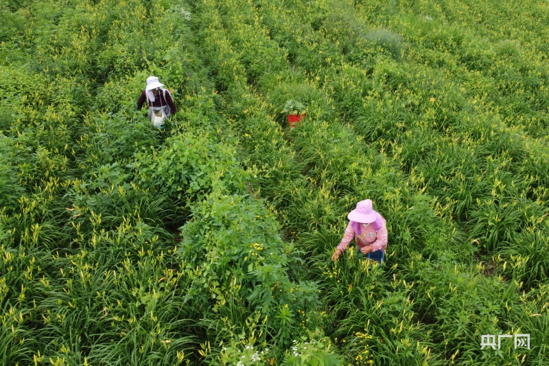 澳门沙金夏收现场丨甜香满园！瓜果茶蔬采摘