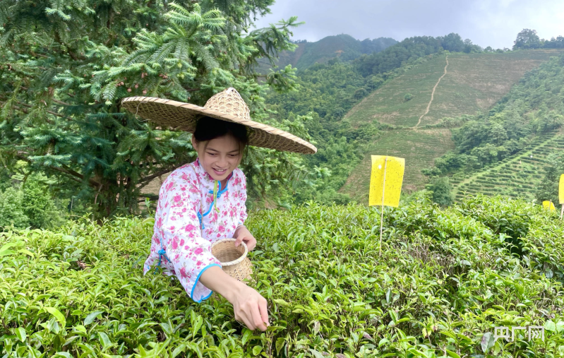 澳门沙金夏收现场丨甜香满园！瓜果茶蔬采摘忙(图2)