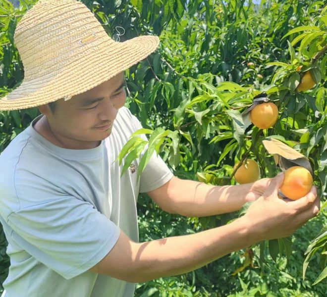 澳门沙金西瓜、蓝莓、黄桃、杨梅、李子……来安康摘水果吧！【959推荐】(图5)