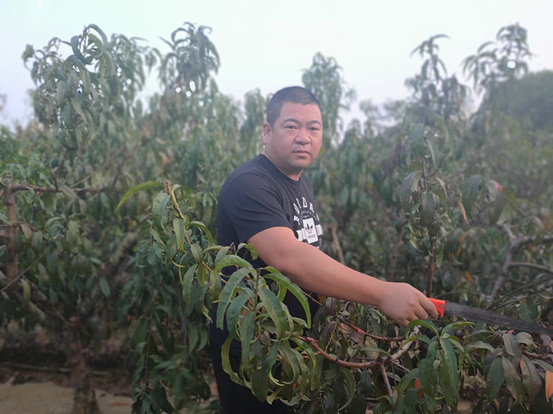 澳门沙金(中国)在线平台桃农老许致富记