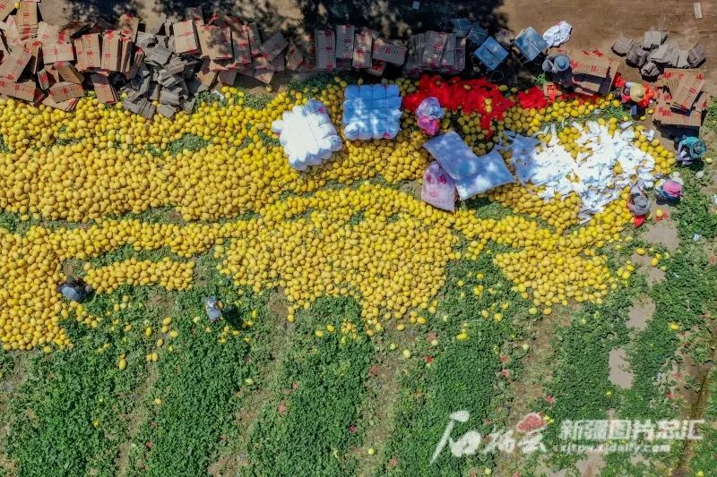 澳门沙金(中国)在线平台新疆：春花繁似锦遥闻秋果香(图2)