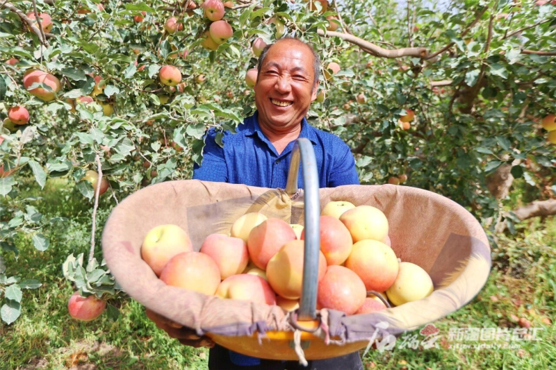 澳门沙金(中国)在线平台新疆：春花繁似锦遥闻秋果香(图3)