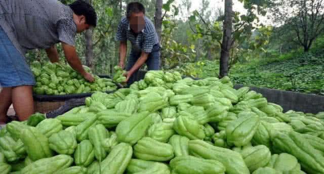 澳门沙金(中国)在线平台种一棵半年摘不完外形酷似番石榴当水果吃能润肺止咳(图1)