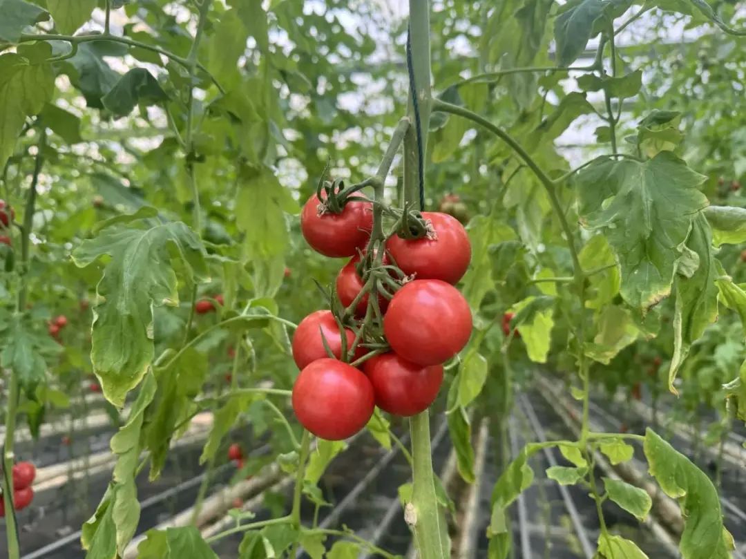 澳门沙金荠菜、小番茄正当时！还有这种不起眼的时令蔬菜鲜甜美味(图1)