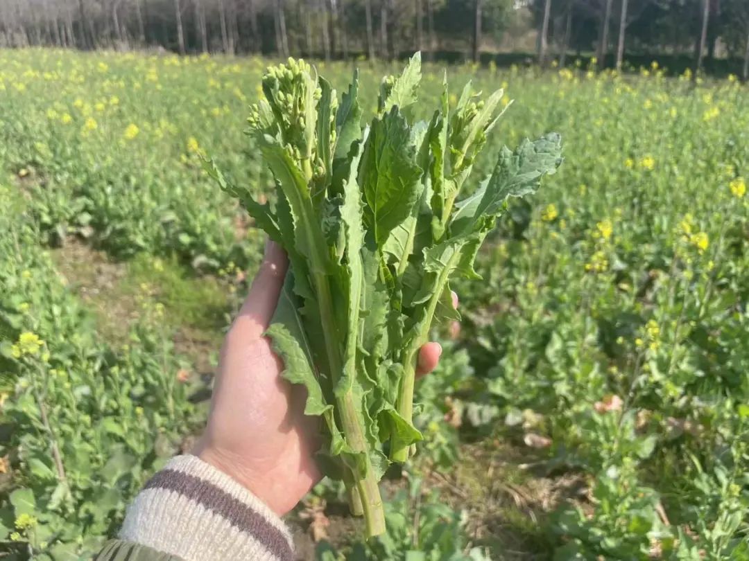 澳门沙金荠菜、小番茄正当时！还有这种不起眼的时令蔬菜鲜甜美味(图2)