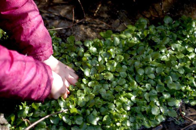 澳门沙金(中国)在线平台它开始是穷人菜因