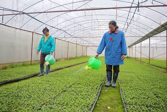 澳门沙金(中国)在线平台冬天里 蔬菜大棚怎样浇水才能丰产丰收？(图3)