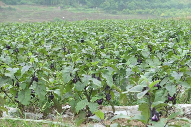 澳门沙金(中国)在线平台茄子田间管理与病虫害防治技术：浇水和施肥的关键点(图2)