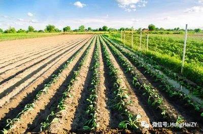 澳门沙金(中国)在线平台春季露地蔬菜这样