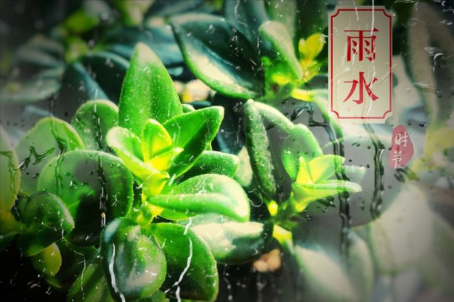 澳门沙金“雨水三不除一年都受穷”明日雨水节“三不除”分别指啥？(图1)