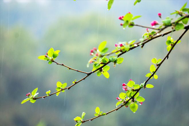 澳门沙金“雨水三不除一年都受穷”明日雨水节“三不除”分别指啥？(图3)