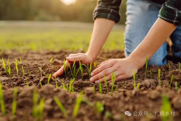 澳门沙金(中国)在线平台8月种菜季这7种蔬菜要抓紧种了晚了就错过最佳播种时机(图1)