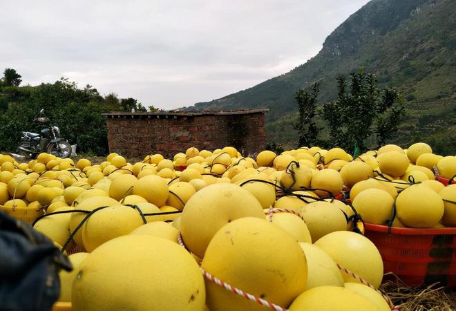 澳门沙金(中国)在线平台500多万吨柚子迎来噩梦价格惨遭滑铁卢从2元一斤跌至4毛(图7)