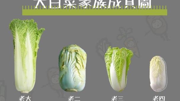 澳门沙金便宜“大白菜心”冒充高价“娃娃菜”3招教你快速辨别别上当了(图3)