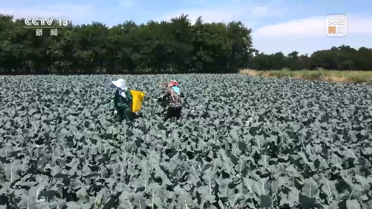 澳门沙金(中国)在线平台牢牢把握住农业“中国芯” 看今日好“丰”景(图18)