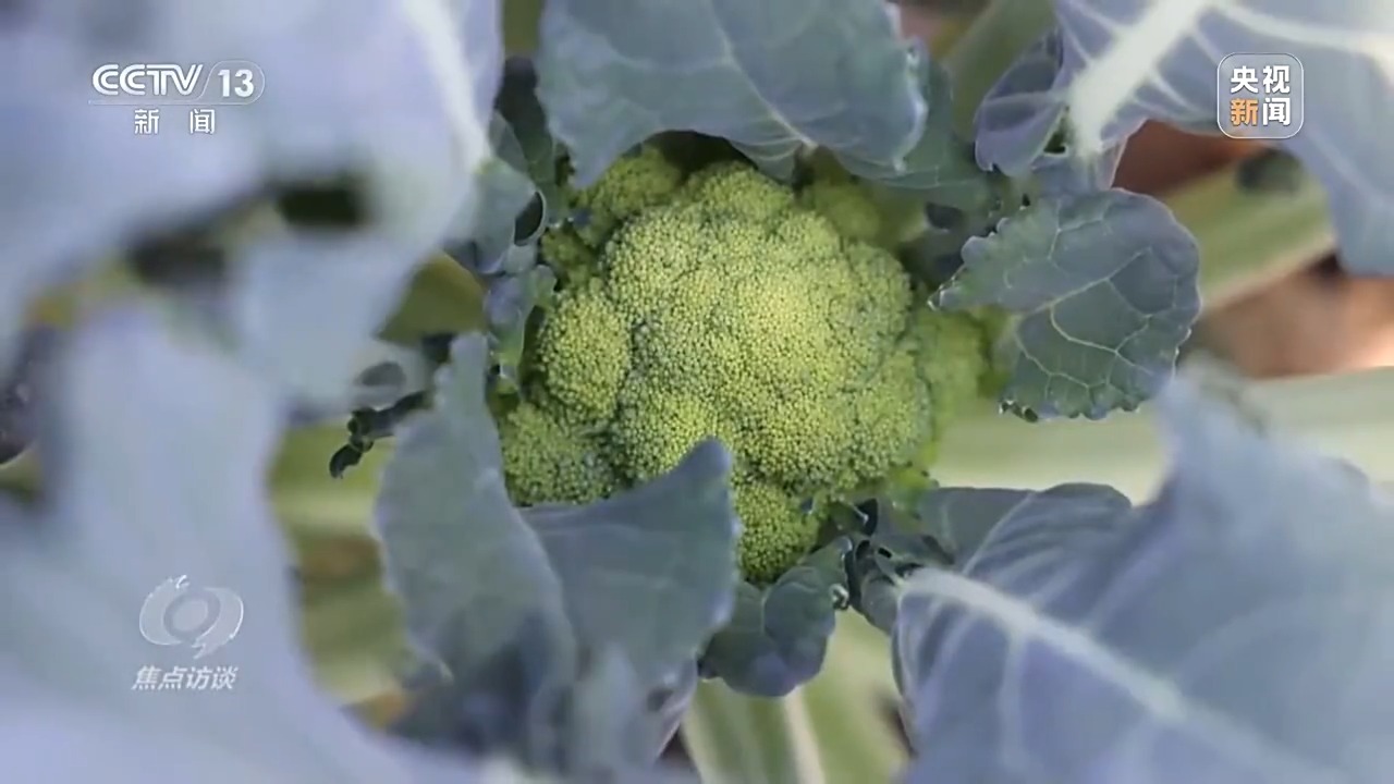 澳门沙金(中国)在线平台牢牢把握住农业“中国芯” 看今日好“丰”景(图23)