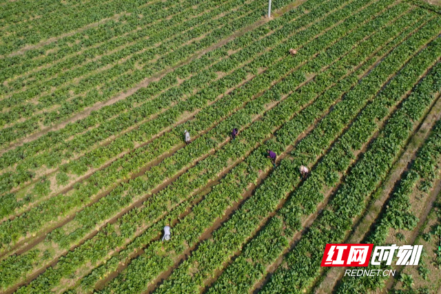 澳门沙金(中国)在线平台零陵：早冬蔬菜抢“鲜”上市(图4)