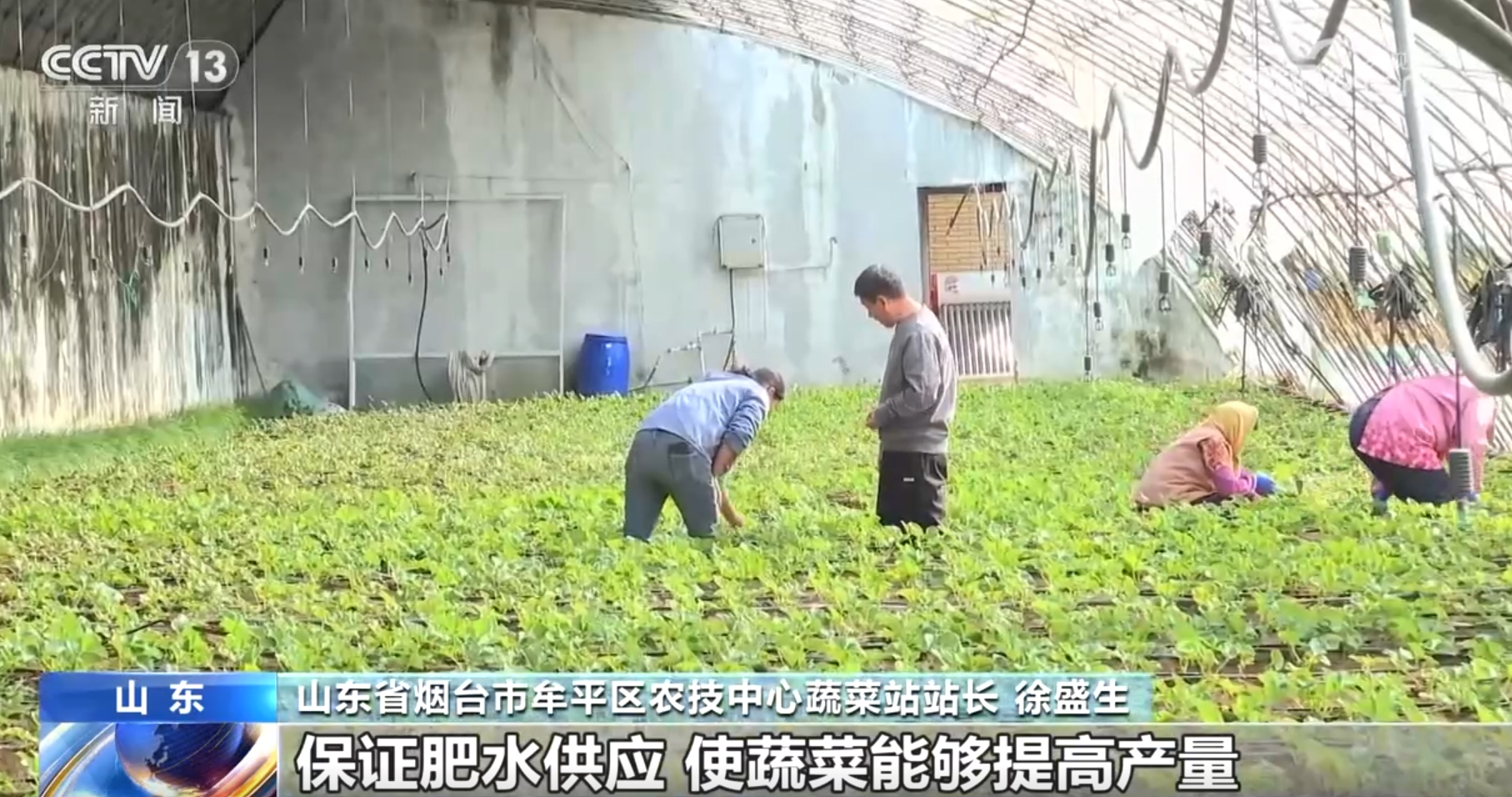 澳门沙金(中国)在线平台各产区采取有效措施确保蔬菜“温暖”过冬 智能设施助力稳产(图3)