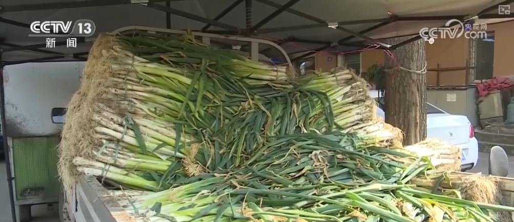 澳门沙金冬储菜供应充足 “老三样”销售旺 百姓“菜篮子”量足价稳(图2)