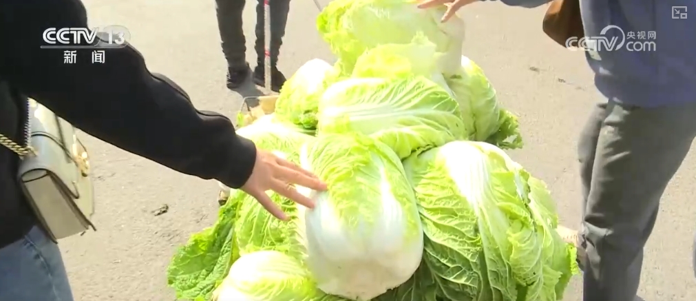 澳门沙金冬储菜供应充足 “老三样”销售旺 百姓“菜篮子”量足价稳(图3)