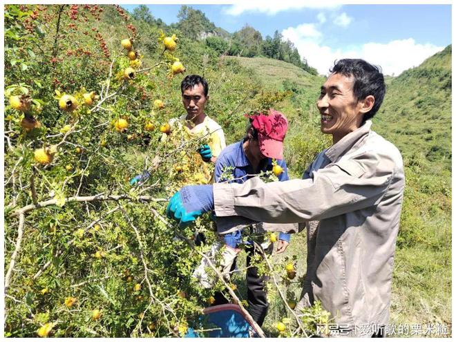 澳门沙金(中国)在线平台1到14！“脱胎换骨”后水城刺梨出山了(图3)