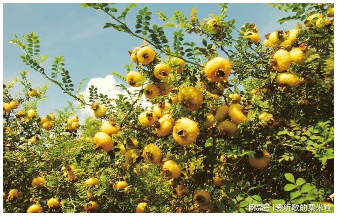 澳门沙金(中国)在线平台1到14！“脱胎换骨”后水城刺梨出山了(图2)