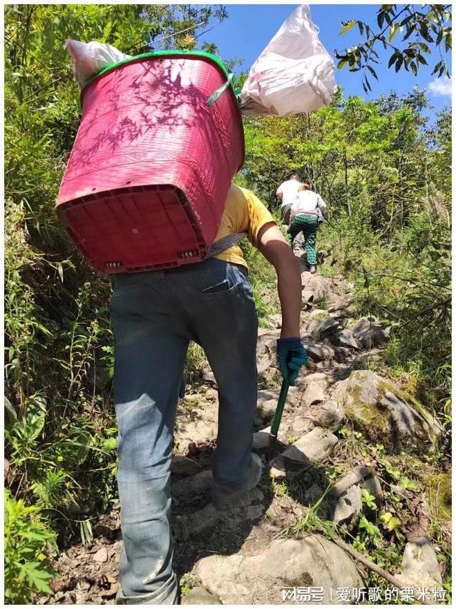 澳门沙金(中国)在线平台1到14！“脱胎换骨”后水城刺梨出山了(图5)