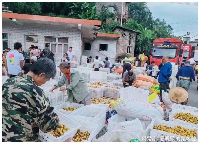 澳门沙金(中国)在线平台1到14！“脱胎换骨”后水城刺梨出山了(图8)