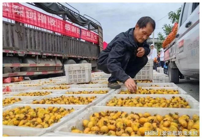 澳门沙金(中国)在线平台1到14！“脱胎换骨”后水城刺梨出山了(图9)