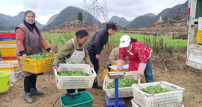 澳门沙金谁教你这样摘蔬菜的？手法不对菜全坏常见蔬菜采摘方法错在哪？(图4)