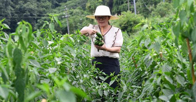 澳门沙金谁教你这样摘蔬菜的？手法不对菜全坏常见蔬菜采摘方法错在哪？(图2)