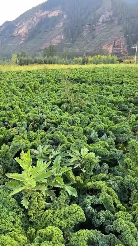 澳门沙金(中国)在线平台为了一杯爆款茶喜茶快把小众植物薅秃了(图6)