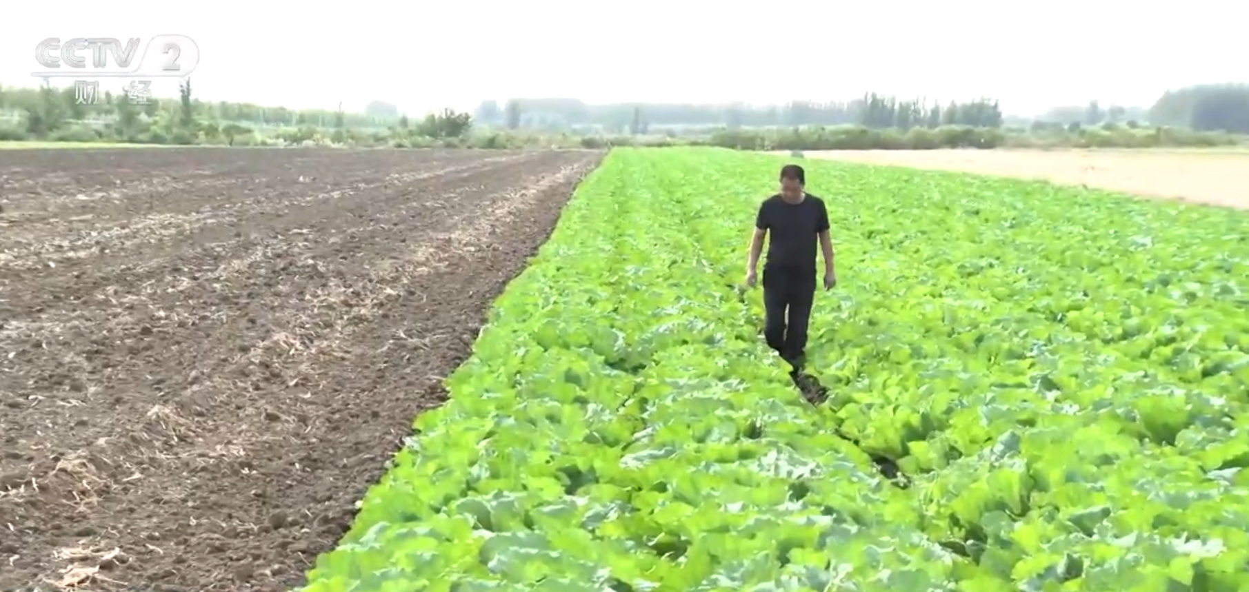 澳门沙金(中国)在线平台“囤菜”模式开启 “老三样”销售旺 目前多数蔬菜价格以稳(图5)