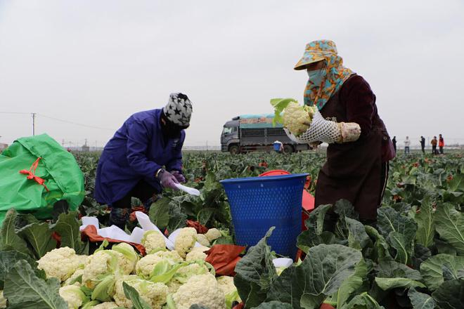 澳门沙金“南菜北运”火热云南果蔬走俏