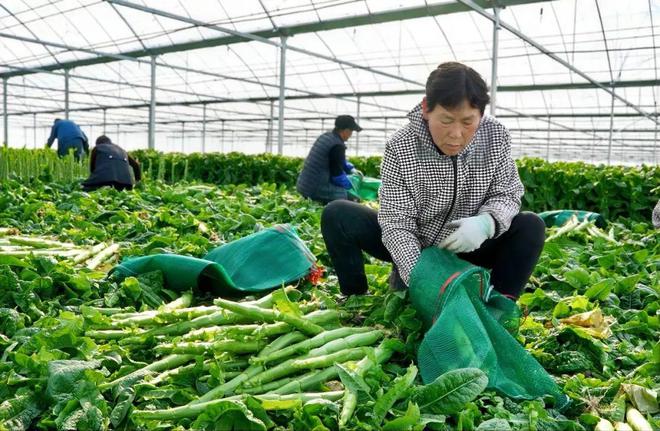 澳门沙金(中国)在线平台青翠欲滴！“高山鲜”本地种植迎来丰收(图4)