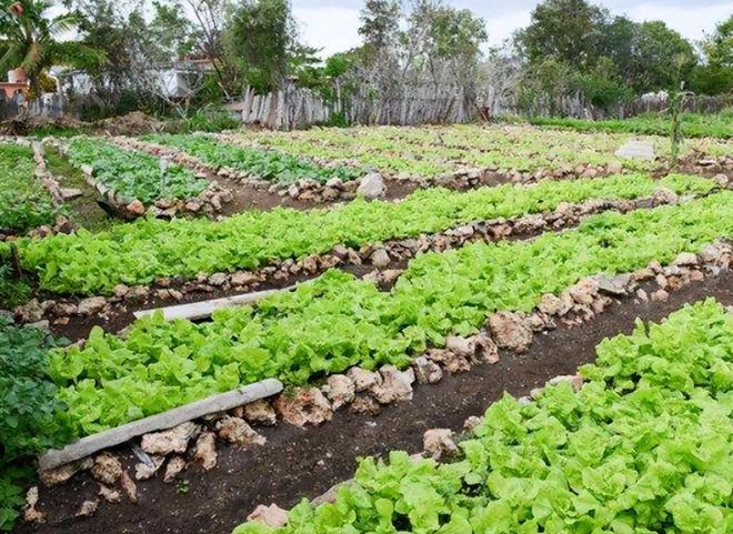 澳门沙金(中国)在线平台这个月建议大家少囤萝卜和腊肉多囤4样为过年做准备(图10)