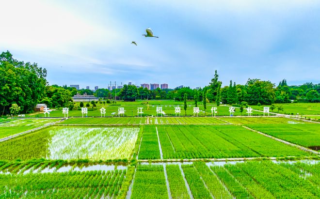 澳门沙金(中国)在线平台成都新活力：田园绘盛景农业谱新篇(图2)