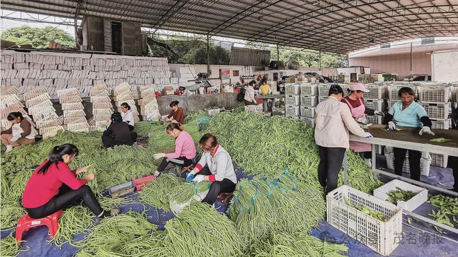 澳门沙金(中国)在线平台高州分界北运菜丰