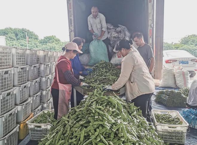 澳门沙金(中国)在线平台高州分界北运菜丰收3万菜农赚钱忙(图3)