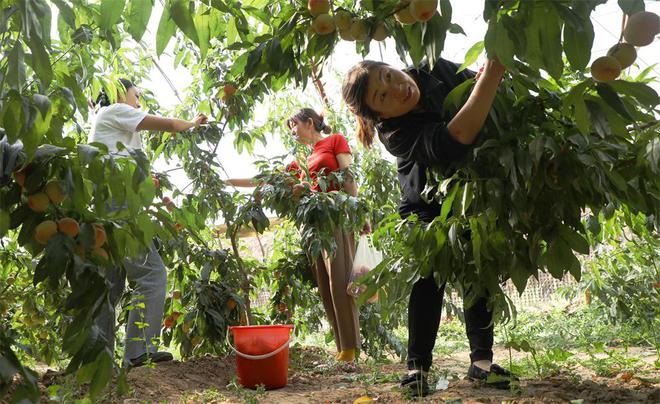 澳门沙金水蜜桃什么季节成熟什么月份最好吃(图3)