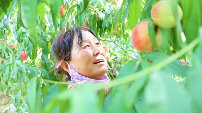 澳门沙金水蜜桃什么季节成熟什么月份最好吃(图4)